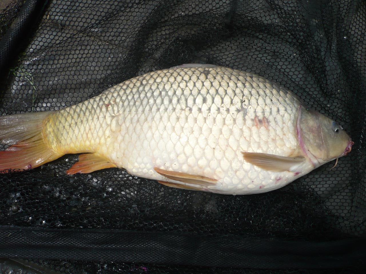 MV2 - 06.IUN.2014 - p1020439.JPG